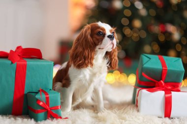 Evde, Noel hediye kutularının yanında sevimli bir köpek var.