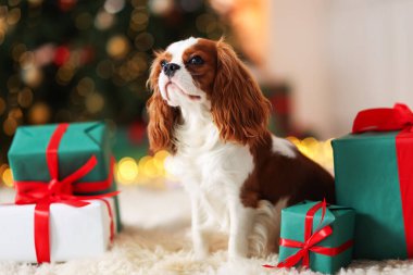 Evde, Noel hediye kutularının yanında sevimli bir köpek var.