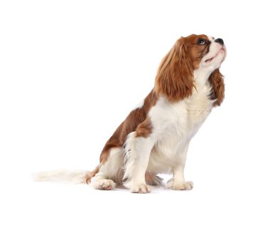 Süvari Kralı Charles Spaniel Köpeği beyazın üzerinde izole edilmiş.