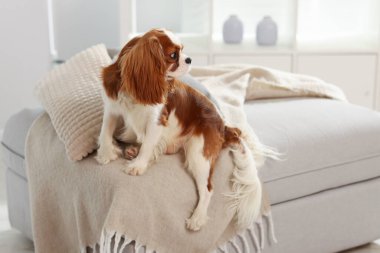 Şövalye Kral Charles Spaniel evde pouf 'ta