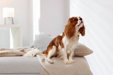 Şövalye Kral Charles Spaniel evde pouf 'ta. Metin için boşluk