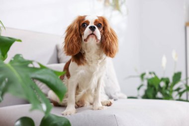 Kanepede sevimli bir köpek ve evde yeşil bitkiler, mesaj için yer.