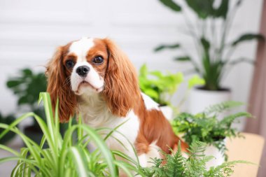 Masada sevimli köpek ve evde yeşil ev bitkileri, mesaj için yer