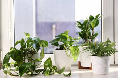 Pencere pervazında güzel saksılar var.