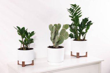 Beyaz duvarın yanındaki şifoniyerde farklı saksı bitkileri var.