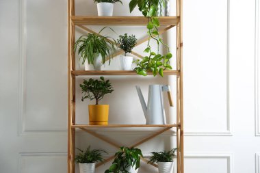 İçerideki ahşap raf ünitesinde farklı yeşil bitkiler ve sulama konserveleri var.