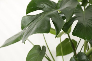 Beyaz arka planda büyüyen güzel canavar, yakın plan