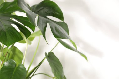 Beyaz duvarın yanında büyüyen güzel bir canavar, yakın plan. Metin için boşluk