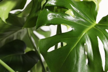 Beyaz arka planda büyüyen güzel canavar, yakın plan