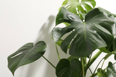 Beyaz duvarın yanında büyüyen güzel canavar, yakın plan.