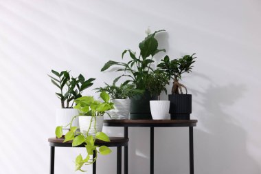 Beyaz duvarın yanındaki ahşap masalarda farklı yeşil bitkiler.