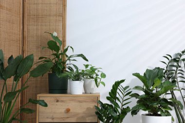 Beyaz duvarın yanında farklı yeşil bitkiler var.