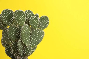 Sarı arka planda güzel dikenli armut kaktüsü, yakın plan. Metin için boşluk