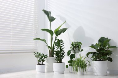 Beyaz duvarın yanında, yerde farklı yeşil bitkiler var.