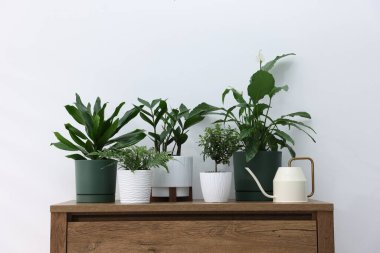 Beyaz duvarın yanındaki ahşap şifoniyerde farklı yeşil bitkiler ve sulama konserveleri var.