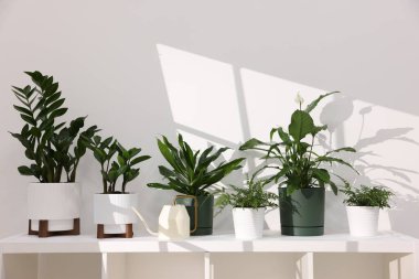 Güzel saksı çiçekleri ve su bidonu beyaz duvarın yanındaki masada. Metin için boşluk