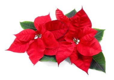 Güzel kırmızı noktalar (Noel çiçekleri) beyaz yapraklarla izole edilmiş, üst manzara