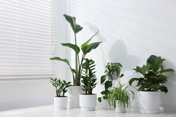 Beyaz duvarın yanında, yerde farklı yeşil bitkiler var.