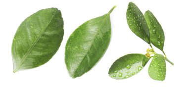 Narenciye bitkisinin yeşil yaprakları beyaz üzerine izole edilmiş.