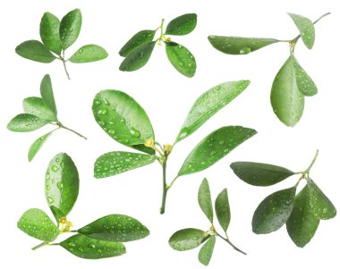 Citrus bitkisi. Yeşil yapraklar beyaz üzerine izole edilmiş