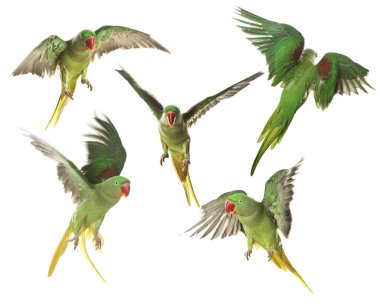 Beyaz arka planda uçan parlak papağan koleksiyonu. Alexandrine muhabbet kuşu
