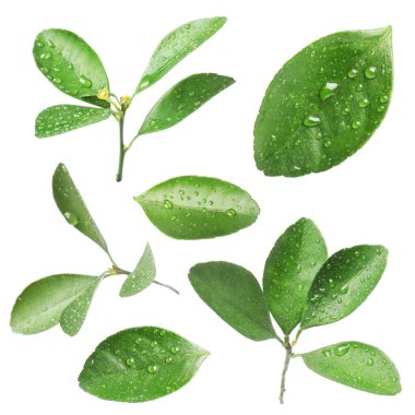 Citrus bitkisi. Yeşil yapraklar beyaz üzerine izole edilmiş