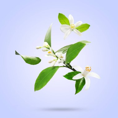 Citrus çiçekleri ve yaprakları soluk mavi arkaplanda düşüyor.