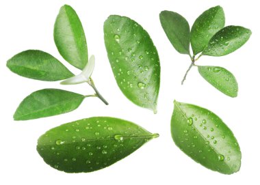 Narenciye bitkisinin yeşil yaprakları beyaz üzerine izole edilmiş.