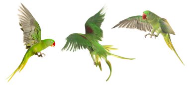 Beyaz arka planda uçan parlak papağan koleksiyonu. Alexandrine muhabbet kuşu