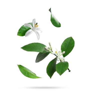 Citrus çiçekleri ve yaprakları beyaz arka plana düşüyor