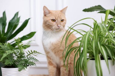 Tatlı kızıl kedi ve farklı ev bitkileri.