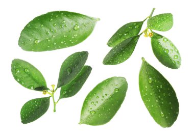 Yeşil narenciye yaprakları ve beyaz üzerine su damlaları.