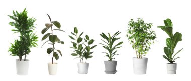 Beyaz tencerelerde izole edilmiş ev bitkileri koleksiyonu