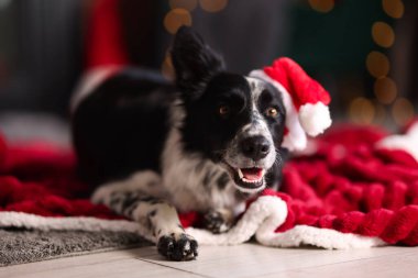 Evde Noel Baba şapkalı şirin bir köpek var. Noel atmosferi