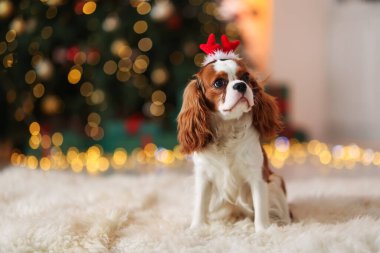 Evde komik saç bandı takmış şirin bir köpek, mesaj için yer var. Noel atmosferi