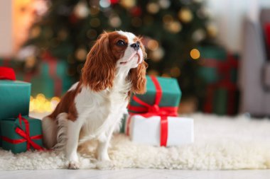 Noel hediye kutularının yanındaki şirin köpek evde yerde, mesaj atmak için yer var.