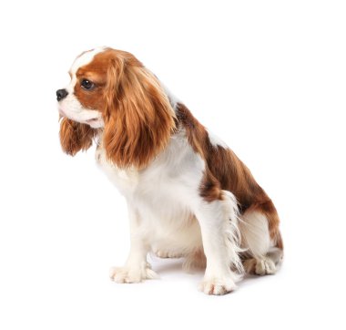 Süvari Kralı Charles Spaniel Köpeği beyazın üzerinde izole edilmiş.