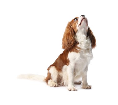 Süvari Kralı Charles Spaniel Köpeği beyazın üzerinde izole edilmiş.