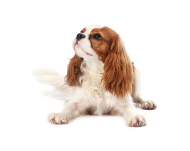 Süvari Kralı Charles Spaniel Köpeği beyazın üzerinde izole edilmiş.