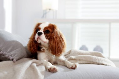 Şövalye Kral Charles Spaniel evde pouf 'ta. Metin için boşluk