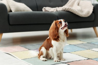 Şövalye Kral Charles evdeki halının üstünde köpek.
