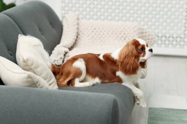 Şövalye Kral Charles Spaniel evdeki kanepede oturuyor.