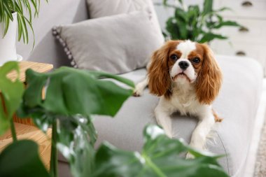 Kanepede sevimli bir köpek ve evdeki yeşil bitkiler.