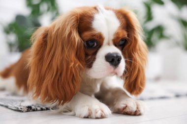 Evde sevimli köpek ve yeşil bitkiler var.