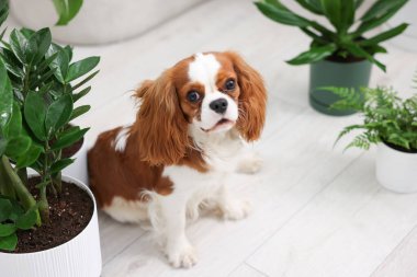 Şirin köpek ve evde yeşil bitkiler, mesaj için yer