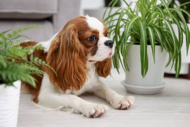 Evde sevimli köpek ve yeşil bitkiler var.