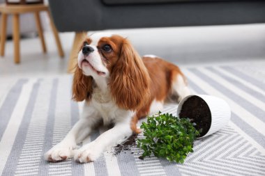 Şirin köpek, evdeki yeşil bitkiyi neredeyse deviriyordu.