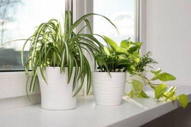 Pencere pervazında güzel saksılar var.