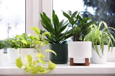 Pencere pervazında güzel saksılar var.