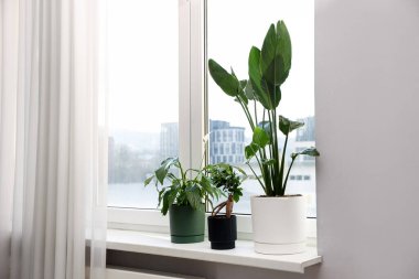 Pencere pervazında güzel saksılar var.